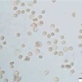 fenbendazole cancer success stories