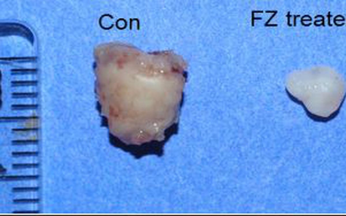 fenbendazole creation